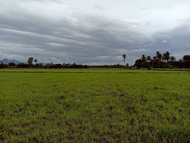 ขายที่ดิน 11-1-22 ไร่  ทำเลสวย วิวธรรมชาติ วิวภูเขา  ปราณบุรี  ประจวบคีรีขันธ์   ZW585