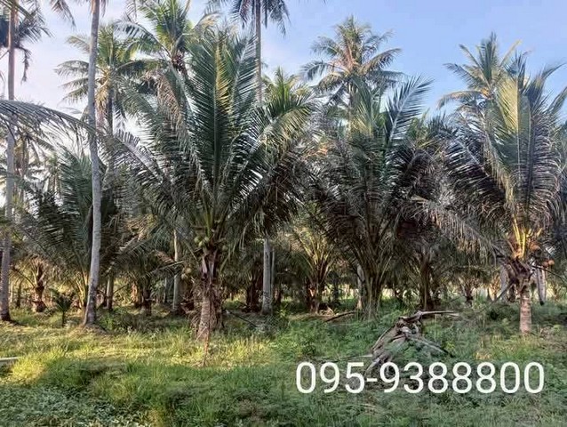 ขายที่ดินสวนมะพร้าว 5-1-17 ไร่   ใกล้ตลาดน้ำอัมพวา  บางนางลี่   สมุทรสงคราม   ZW577