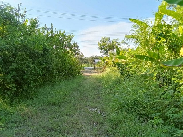 ขายที่ดิน 6 ไร่  พร้อมบ้าน ใกล้ตลาดน้ำอัมพวา บางนางลี่  สมุทรสงคราม   ZW579