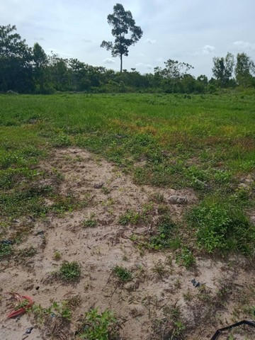 ขายที่ดินเปล่า เนื้อที่ 34-3-60 ตารางวา โนนหอม สกลนคร