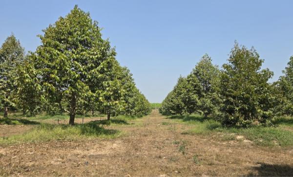 ขายที่ดินแปลงใหญ่ 5-2-74 ไร่ พร้อมสวนทุเรียน อ.แกลง จ.ระยอง