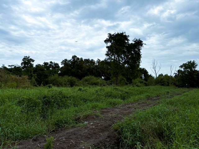 ขายที่ดินคลองสี ฝั่งตะวันออก คลองหลวง ปทุมธานี เนื้อที่ 850 ตารางวา