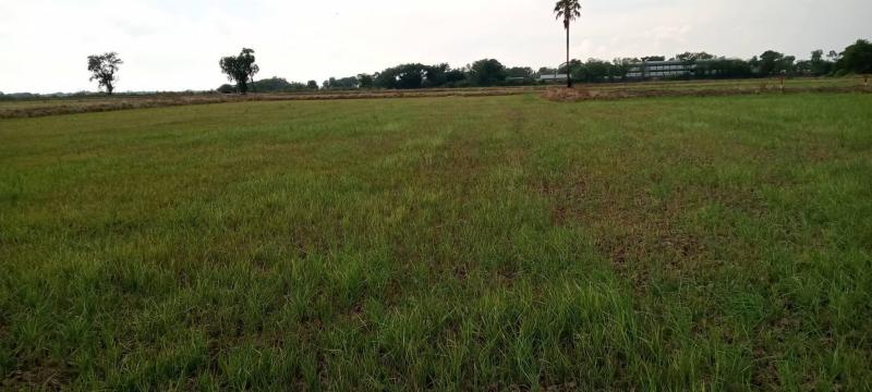 ขายที่ดินเปล่าจังหวัดพระนครศรีอยุธยา อยู่ใกล้วัดปากคลอง มีพื้นที่2ไร่340ตารางวา เหมาะสำหรับทำการเกษตรบ้านพักและรีสอร์ท 