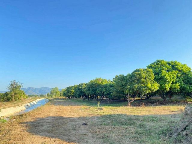 ติดคลองชลประทาน #สันกำแพง ราคาพิเศษเพียง 2,516,000 บาท 1 ไร่ 2 งาน 29 ตรว. ที่ดินสวนลำไย 50–60 ต้น บรรยากาศธรรมชาติ