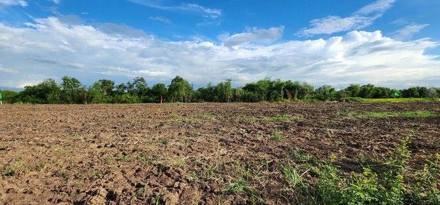ที่ดินถมแล้ว 200 ตรว คลอง14 หนองเสือ อยู่ใกล้ถนนลาดยางเรียบคลอง 14 เหมาะปลูกบ้าน ทำสวน ทำการเกษตร อยู่ใกล้แหล่งชุมชน