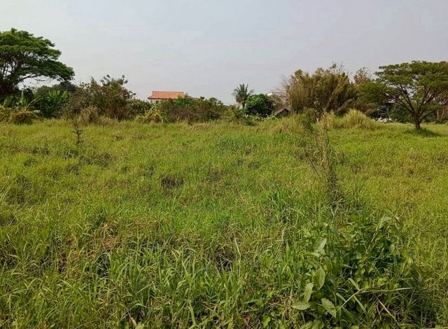 ที่ดินเปล่าใจกลางเมือง ทำเลดี โซนสันผีเสื้อ