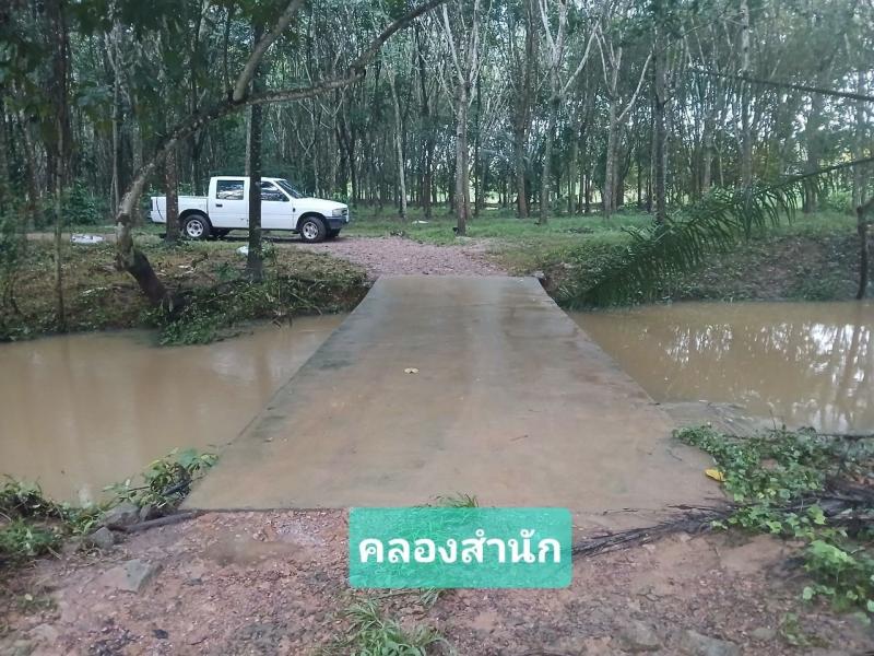 ขายสวนปาล์มน้ำมันและยางพารา ติดคลองลำห้วยผ่านกลางแปลง อำเภอปะทิว จังหวัดชุมพร