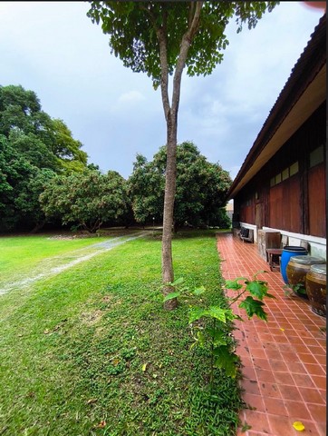 ขายด่วนบ้านพร้อมที่ดิน สวนลำไย บ้านสองหลัง  ตำบลสันผีเสื้อ อำเภอเมืองเชียงใหม่ จังหวัดเชียงใหม่