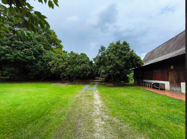 ขายด่วนบ้านพร้อมที่ดิน สวนลำไย บ้านสองหลัง  ตำบลสันผีเสื้อ อำเภอเมืองเชียงใหม่ จังหวัดเชียงใหม่