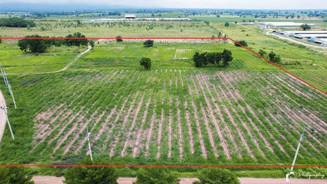 ขายที่ดินเนื้อที่ 1 ไร่ 1 งาน ซอยธนาคารกรุงศรี มะลิวัลย์ เข้าซอย 200 เมตร