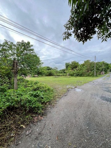 ที่ดินเปล่า ทำเลดี ติดถนนใหญ่ เดินทางสะดวก โซนสันกำแพง 