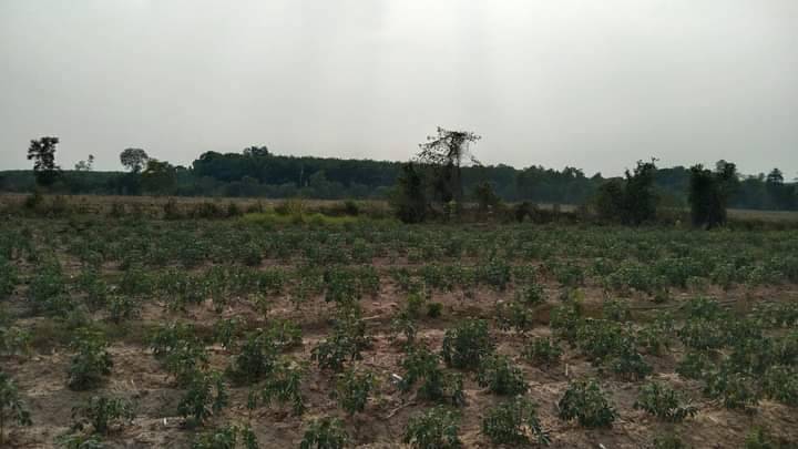 ขาย ที่ดินทำเลดี  อำเภอเมืองบึงกาฬ  จังหวัดบึงกาฬ ใกล้การไฟฟ้าส่วนภูมิภาค