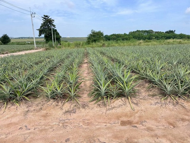 TEL:088-559 5199 คุณเอLine:https://line.me/ti/p/C0eGe0whLXขายที่ดินแปลงใหญ่ ผังสีม่วงลาย มาบยางพร ปลวกแดง ระยอง ใกล้นิคมฯ เหมาะทำโรงงาน-คลังสินค้าที่ดินแปลงใหญ่ 2 แปลง ติดถนน 2 ด้านผังสีม่วงลาย รองรับกิจกรรมอุตสาหกรรมราคาโดยรวมทั้ง 2 แปลง 232,997,500 บาท(โอนภาษีตามราคาประเมินรัฐ ผู้ขายรับผิดชอบ)พื้นที่รวม 79-2-58 ไร่- แปลง A: 31-1-54 ไร่ ราคาไร่ละ 3.5 ล้านบาทโดยรวม 109,847,500 บาท- แปลง B: 49-1-04 ไร่ ราคาไร่ละ 2.5 ล้านบาทโดยรวม 1