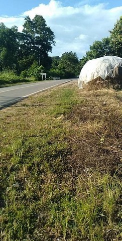 ที่ดินติดถนน มสมีลำคลองขั้นกลางน้ำธรรมชาติ วิวสวย เชียงดาว