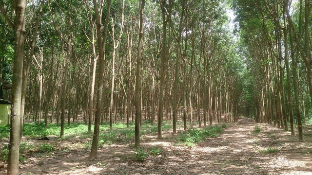 ขายที่ดิน อำเภอเมืองลำปาง 211 ไร่ พร้อมรายรับปีละไม่ต่ำกว่า 10 ล้านบาท