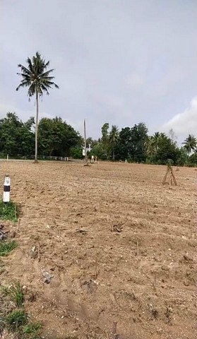 ที่ดินเปล่าแปลงสวย ราคาพิเศษ ใกล้แหล่งท่องเที่ยวฟาร์มแกะพัทยา FP-L01096