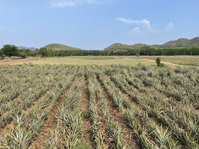 ขายที่ดิน 30 ไร่ 3 งาน 5.9 ตารางวา ต.อ่าวน้อย อ.เมือง จ.ประจวบคีรีขันธ์