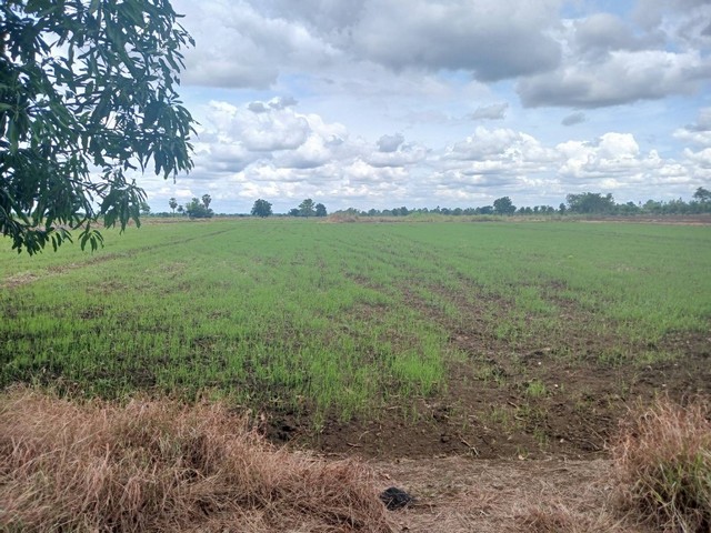 ขายที่ดินขนาด 19 ไร่ 70 ตารางวา ใกล้วัดห้วยร่วม จังหวัดนครสวรรค์