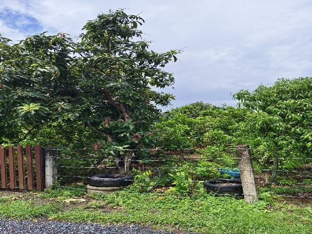 ขายที่ดินสวนผลไม้ เนื้อที่ 200 ตารางวา คลองสิบสอง หนองจอก กรุงเทพ