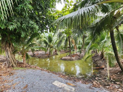 ขายด่วน! ที่ดินพร้อมสวนมะพร้าวบ้านแพ้วกว่า 8 ไร่! ราคาดี ในหนองนกไข่ กระทุ่มแบน สมุทรสาคร ผังเมืองเขียวลาย หน้ากว้าง 80 เมตร ลึก 160 เมตร