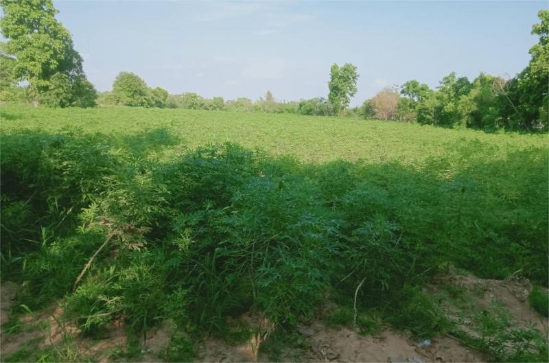 ขายที่ดิน 19-1-71 ไร่ ติดถนน 304 ปักธงชัย-ราชสีมา ใกล้สวนสัตว์นครราชสีมา