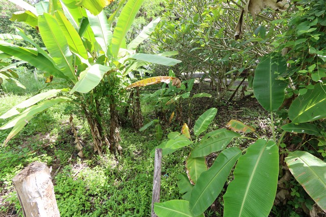 ขายที่ดิน 3-2-41 ไร่ แม่ริม เชียงใหม่ รายล้อมด้วยธรรมชาติ เงียบสงบ