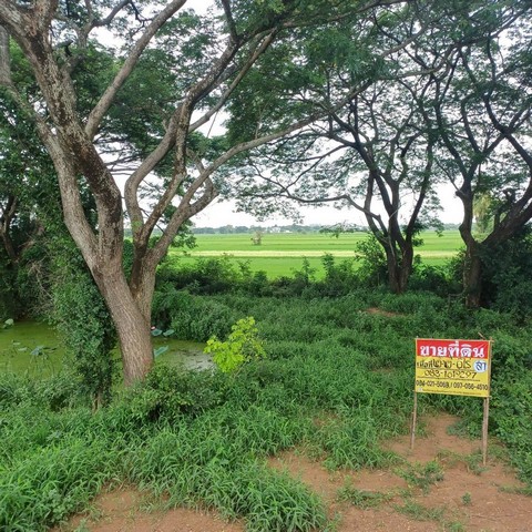 ขายที่นาสวย 2-2-0 ไร่  ติดคลองชนประทาน  บ้านท่าตะเคียน  จอมทอง  เมืองพิษณุโลก