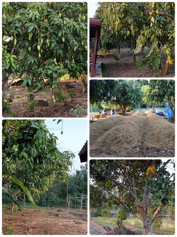 ขายที่ดิน น.ส.3.ก พร้อมบ้านสวน ตำบลแก้มอ้น อำเภอจอมบึง จังหวัดราชบุรี เนื้อที่ 14 ไร่ 