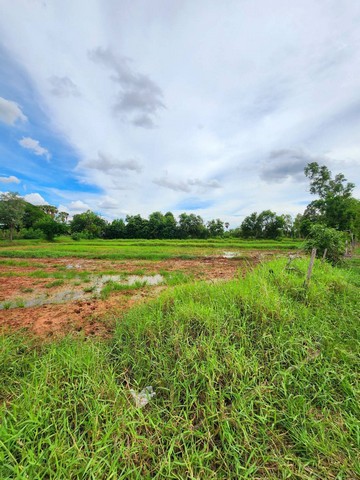 ต้องการขายที่ดินเปล่า 1ไร่ อ.บัวใหญ่ จ.นครราชสีมา ที่ดินลงจากถนนนิเวศรัตน์สายบัวใหญ่ ชัยภูมิ เพียง 100เมตร.