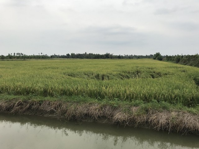 ที่ดิน 2 แปลงติดกัน รวม 7 ไร่ ตำบล นครปฐม อำเภอ นครปฐม จ.นครปฐม