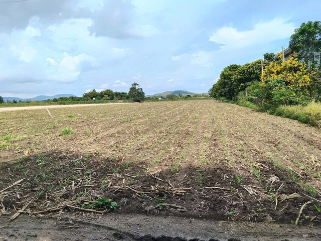 ขายที่ดิน อำเภอปากช่อง เขาใหญ่ จ.นครราชสีมา ถ.มิตรภาพ 5 กม. ที่ดินธรรมชาติ วิวเขา อากาศดี