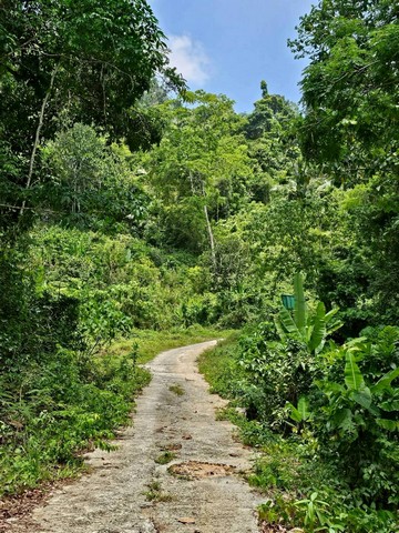 ขายที่เปล่าภูเก็ต ที่ดินอำเภอกะทู้ภูเก็ต ที่ภูเก็ตวิวภูเขาใกล้บ้านสวนล็อคปาล์ม มีความส่วนตัวติดถนนสาธารณะ