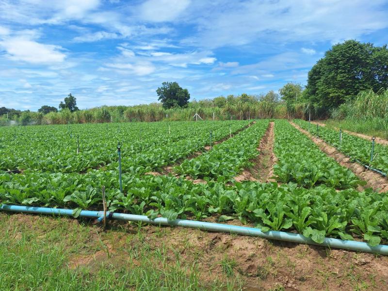 ที่ดินเปล่า 10-1-7 ไร่ อ.สวนผึ้ง จ.ราชบุรี ติดอ่างเก็บน้ำชัฏป่าหวาย