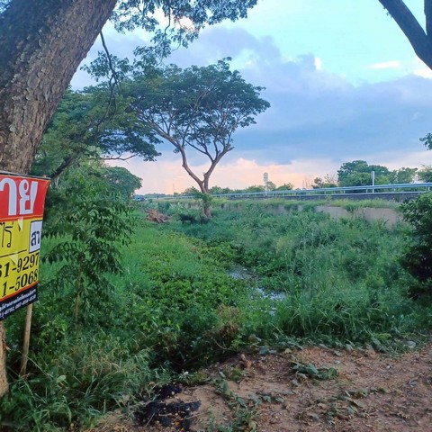 ขายที่นาสวย 2-1-87 ไร่  ติดคลองชนประทาน บ้านท่าตะเคียน  จอมทอง  เมืองพิษณุโลก   ZK530