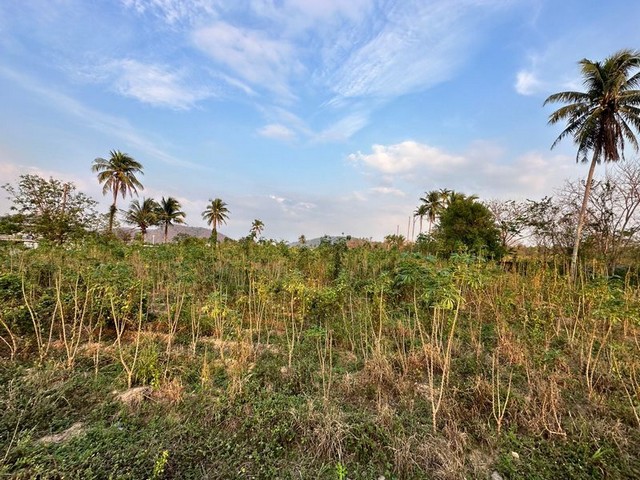 ขายที่ดินเขตพื้นที่พัฒนา ทำเลสวย  โซนเขาคันทรง ศรีราชา ชลบุรี FP-L01186 