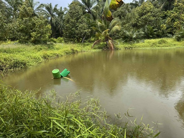 ขายที่ดินสวนปาล์ม และทุเรียน อำเภอหลังสวน จังหวัดชุมพร เนื้อที่ 10 ไร่ 98 ตารางวา