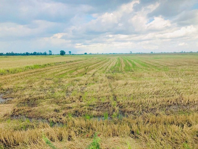 ขายด่วน  ที่ดิน 21-2-60 ไร่  ปลายกลัด   บางซ้าย  อยุธยา  ZT799 