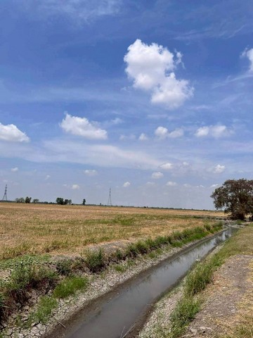 ขายด่วน  ที่ดิน 21-2-60 ไร่  ปลายกลัด   บางซ้าย  อยุธยา  ZT799