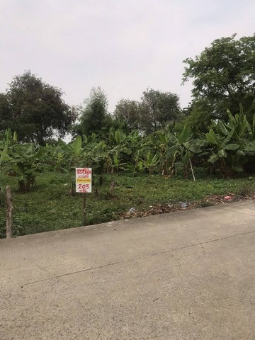 ขายที่ดินราคาถูกเสาไห้ 203ตรว. 2,200บ/ตรว.Total446,600บ ก.30ม. พิกัด ต.เมืองเก่า อ.เสาไห้ จ.สระบุรี