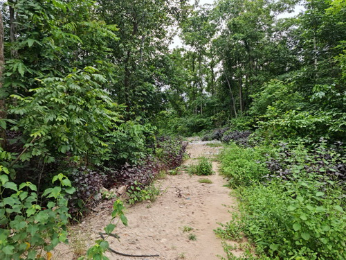 ที่ดิน 21-0-75 ไร่ ขายต่ำกว่าราคาประเมิน ต.สมอโคน อ.บ้านตาก จ. ตาก