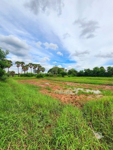 ต้องการขายด่วน ที่ดินเปล่า 1ไร่ อ.บัวใหญ่ จ.นครราชสีมา ที่ดินลงจากถนนนิเวศรัตน์สายบัวใหญ่ ชัยภูมิ เพียง 100เมตร.