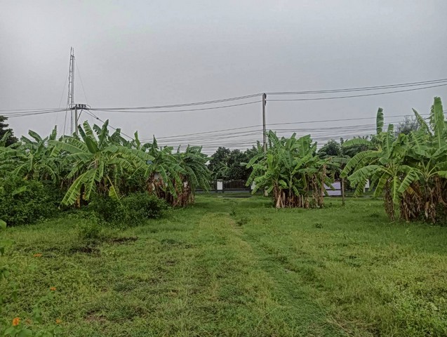 ขายที่ดินสวย 9-0-3ไร่  ทำเลสวย ใกล้แหล่งชุมชน  ท่ามะกา  กาญจนบุรี    ZW599