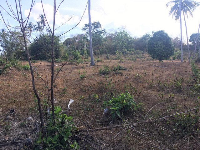 ต้องการขาย ที่ดิน ที่ดิน หาดหน้าทอน เกาะสมุย  33268500 B. ใกล้กับ ห่างหาดหน้าทอน 1.5 กม. และห่างท่าเรือซีทรานเฟอร์รี่ ประมาณ 2 กม.  คุ้มค่าคุ้มราคา