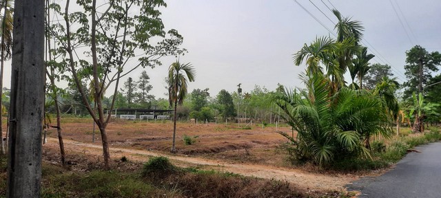 ที่ดิน ที่ดิน ใกล้ม.วลัยลักษณ์ จ.นครศรีธรรมราช  10309500 BAHT. ใกล้ ห่าง ม.วลัยลักษณ์ จ.นครศรีธรรมราช ประมาณ 1 กม. ทำเลดีๆ