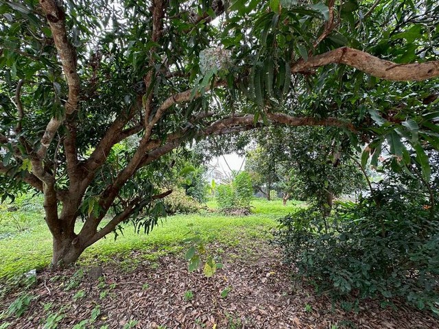 TEL:088-559 5199 คุณเอLine:https://line.me/ti/p/C0eGe0whLXขายที่ดินแปลงสวย ใจกลางเมืองศรีราชา ชลบุรีพิกัด : เส้นอัสสัมชัญ เลียบทางรถไฟรายละเอียดที่ดินเนื้อที่ : 200 ตารางวาเหมาะสำหรับปลูกบ้านพักอาศัยหรือทำโครงการเล็ก ๆราคา : 4,400,000 บาท(รวมค่าโอนแล้ว / ต่อรองได้เล็กน้อย)- ใกล้แหล่งชุมชน การเดินทางสะดวก- รายล้อมด้วยโครงการหมู่บ้าน เหมาะสำหรับทำบ้านพักอาศัย- บรรยากาศเงียบสงบ เป็นธรรมชาติT : A1