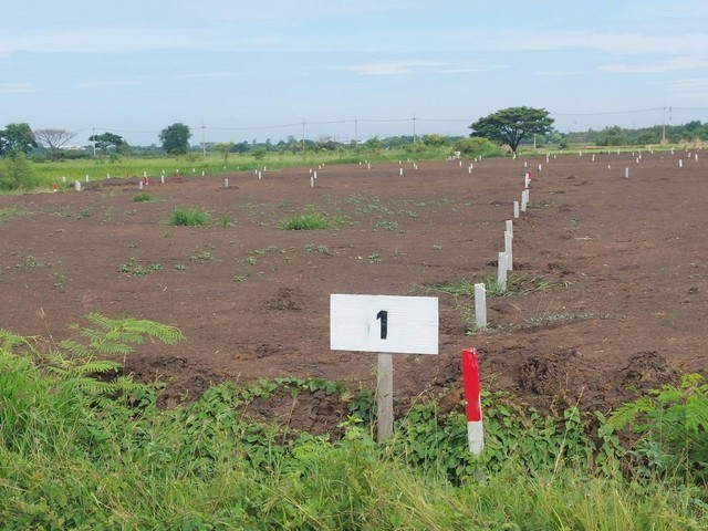 ขายด่วนที่ดินถมแล้วติดถนนสาธารณะ 41 ตร วา ตำบล บ้านชุ้ง อำเภอนครหลวง จังหวัดพระนครศรีอยุธยา