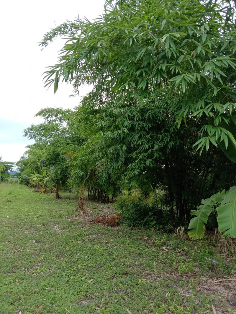 ขายที่ดินเปล่า ทำเลดี 6 ไร่ ตำบลพลับพลาไชย อำเภออู่ทอง จังหวัดสุพรรณบุรี