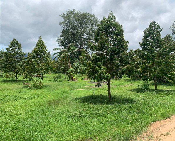 ขายสวนทุเรียนติดแม่น้ำแควน้อย ทองผาภูมิ กาญจนบุรี หน้าน้ำกว้าง 780 ม.*** ขายไร่ละ 800,000 บาท  *** ( มีเนื้อที่ดิน 111-2-90 ไร่ ) ขายสวนทุเรียน 111 ไร่ ติดแม่น้ำแคว หินดาด ทองผาภูมิ กาญจนบุรี หน้าน้ำกว้าง 780 ม. วิวสวย หน้าน้ำกว้างมาก ทุเรียนปีหน้าเก็บได้แล้ว ที่ตั้งที่ดิน  : ตำบล หินดาด อำเภอ ทองผาภูมิ กาญจนบุรีขายสวนทุเรียน เนื้อที่ดิน 111-2-90 ไร่ รวมๆ 900 กว่าต้น  - ปลูกทุเรียนพันธุ์ หมอน