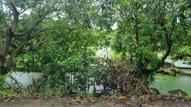 ขายที่ดิน หนองเพรางาย นนทบุรี 500 ตร.ว.หรือ 1 ไร่ 1 งาน