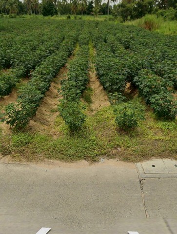 ขายที่ดินเปล่า ตำบลตะเคียนเตี้ย  เนื้อที่ 1 ไร่  บางละมุง  ชลบุรี